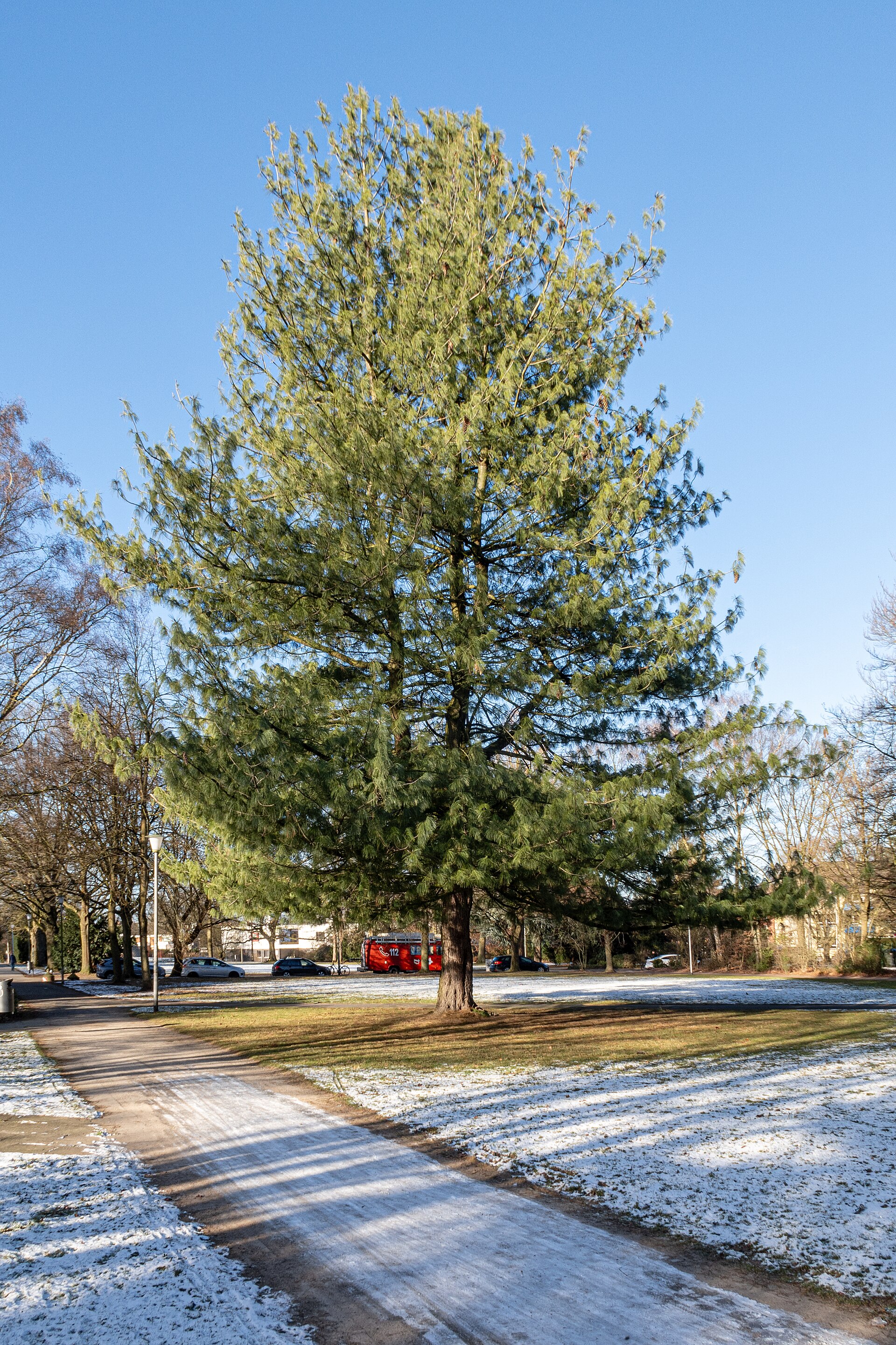 The Carlyle Corporate Gardens