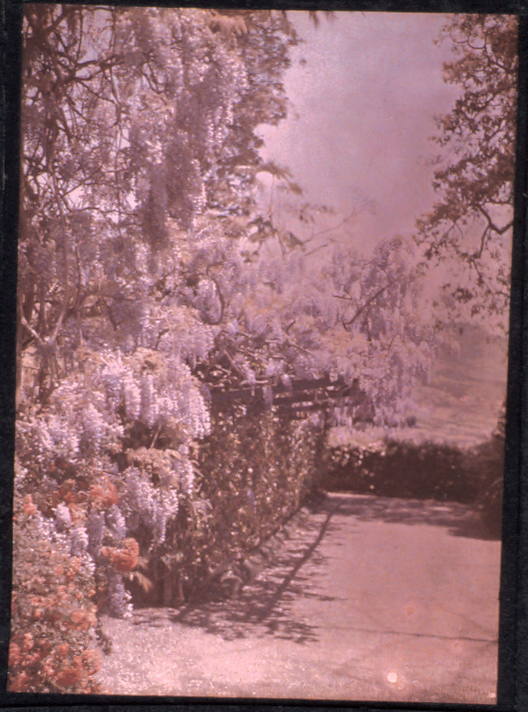 Camellia Corporate Gardens