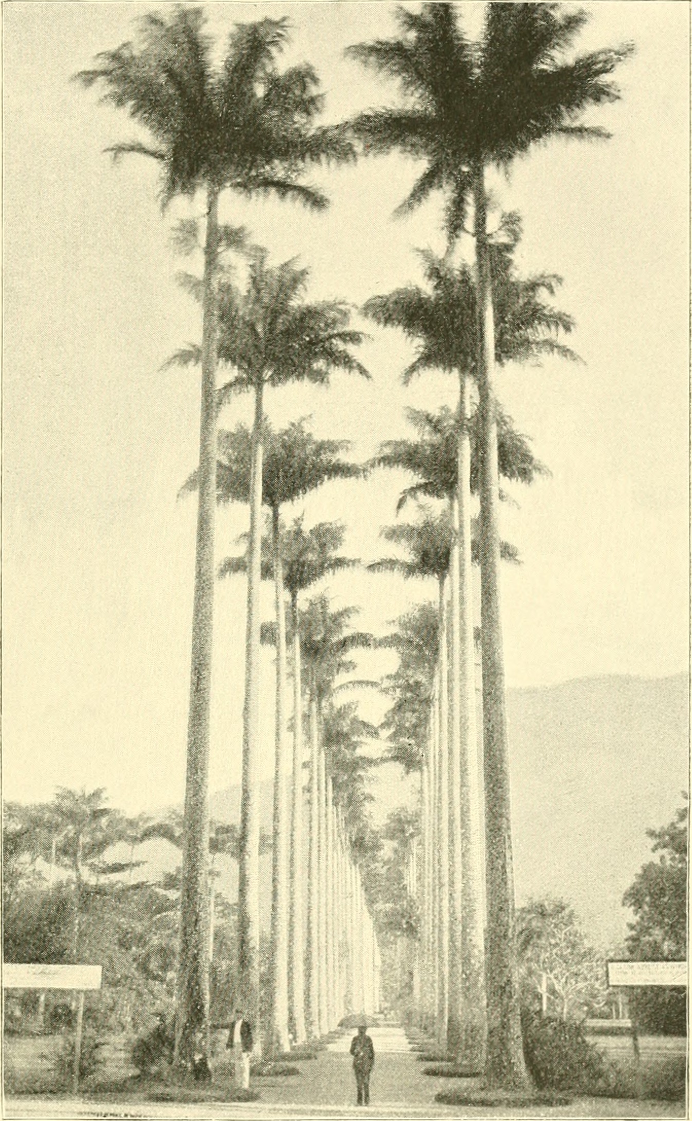 The Athenaeum Spa Gardens