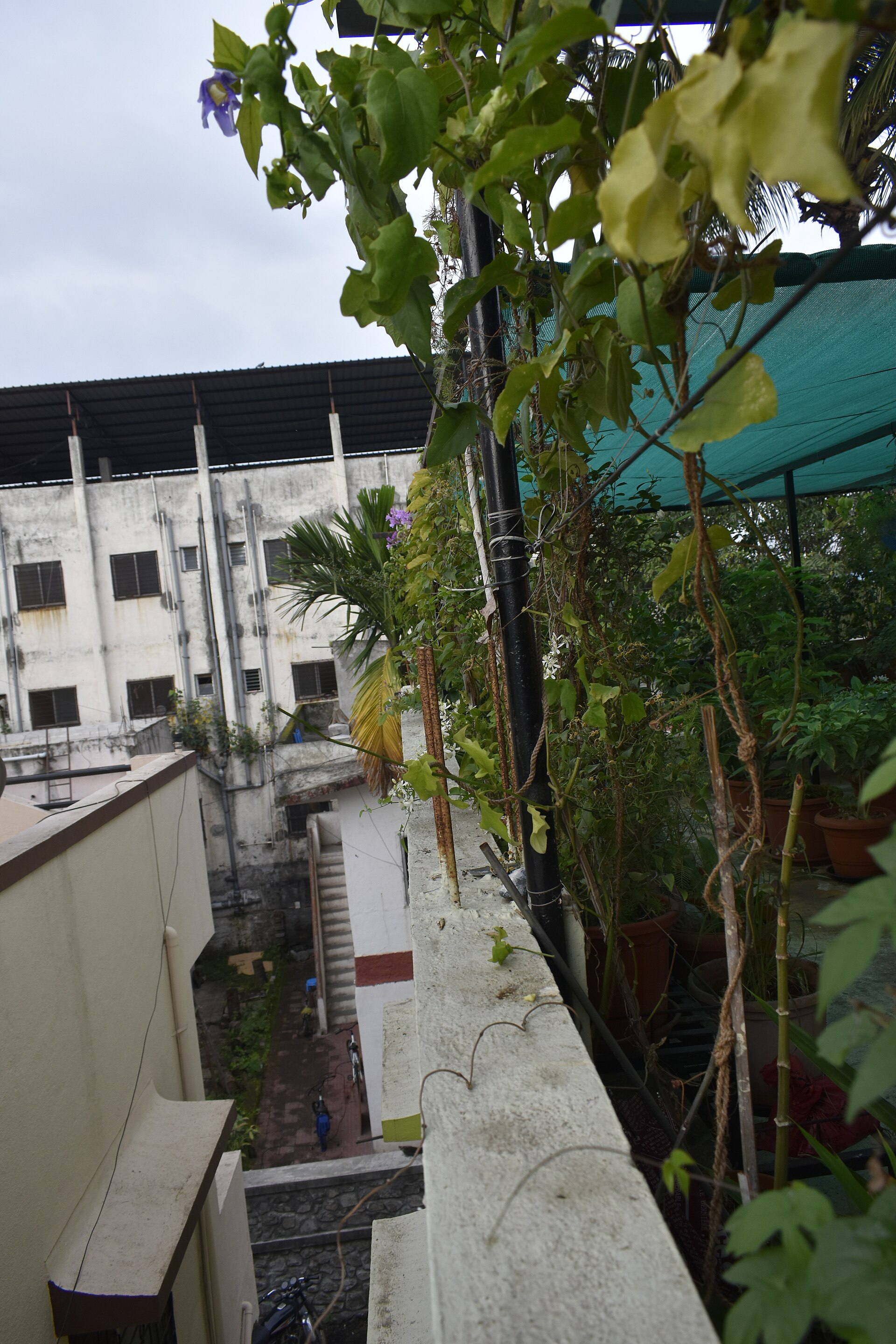 The Halcyon Summit Garden