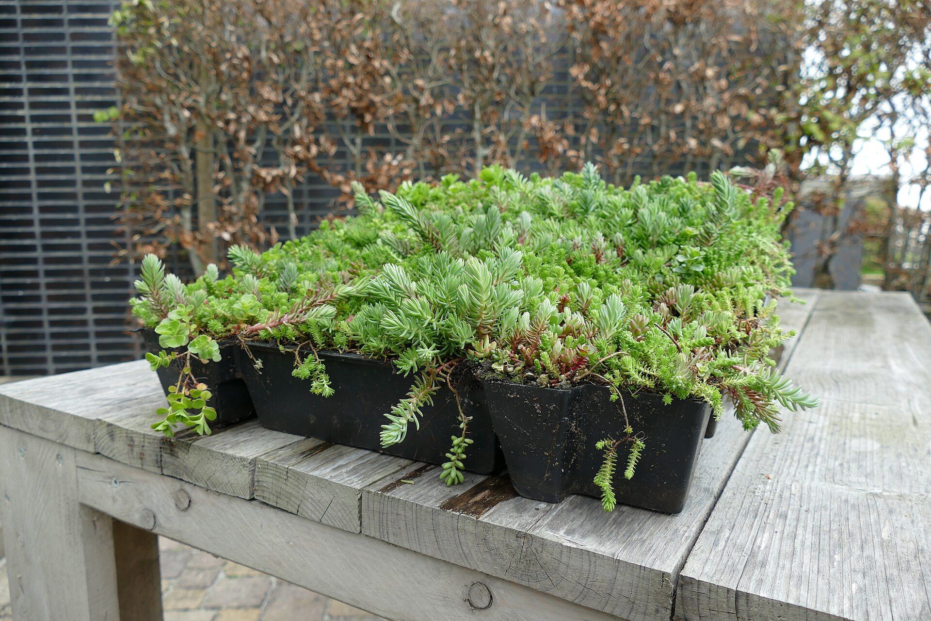 The Sterling Cloud Terrace