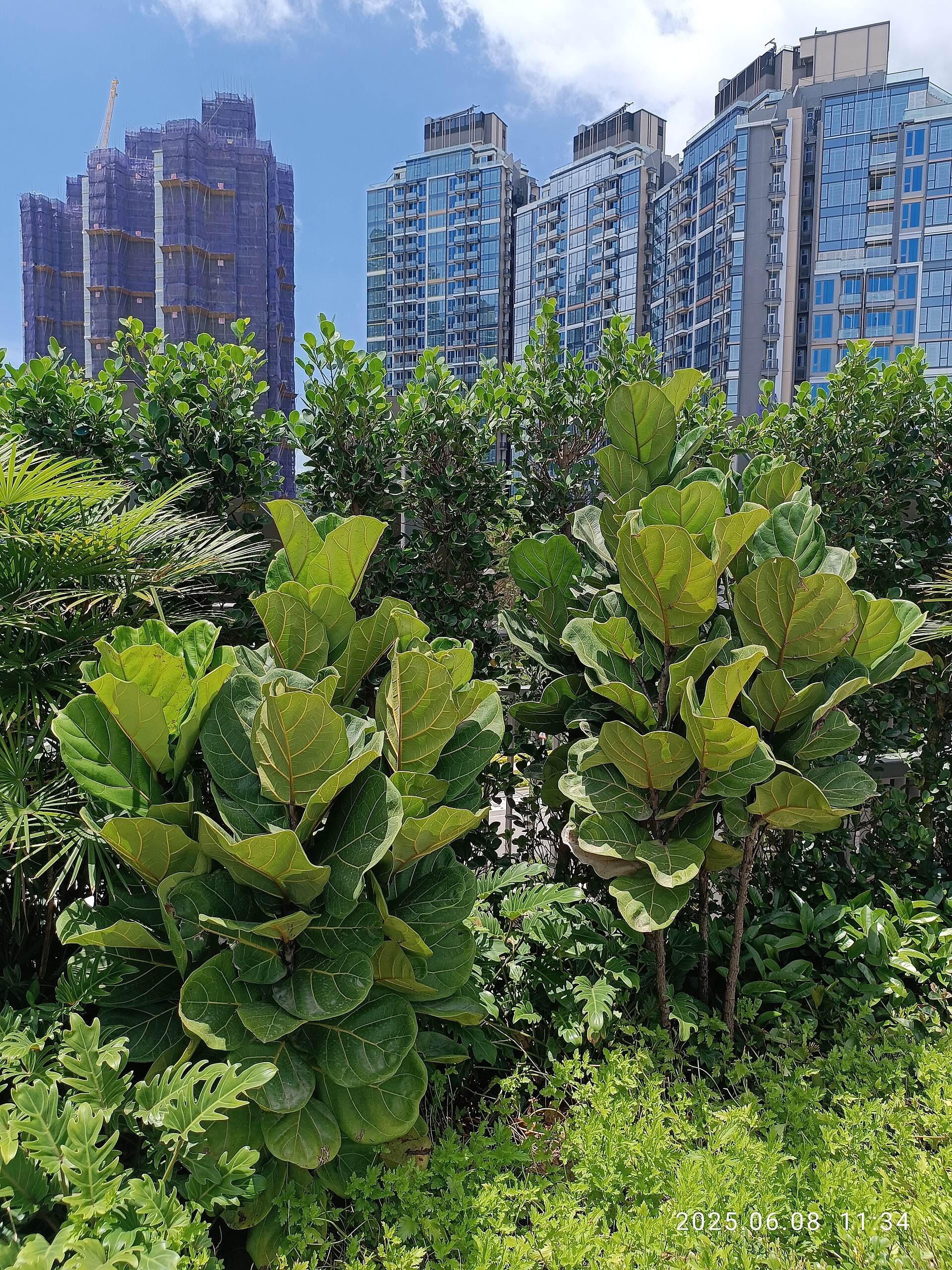 Singapore Rooftop Commons