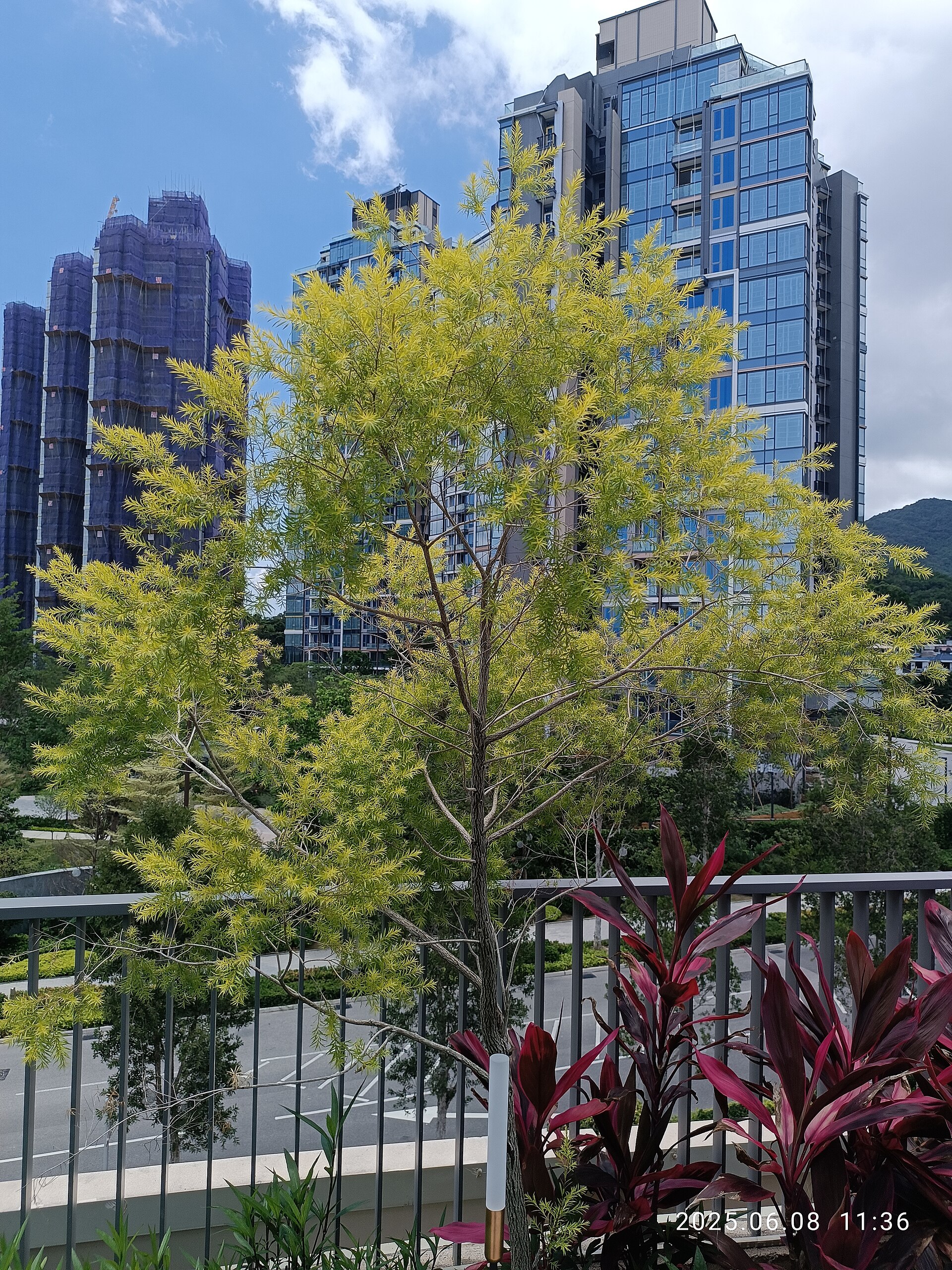 Lumière Skyline Gardens